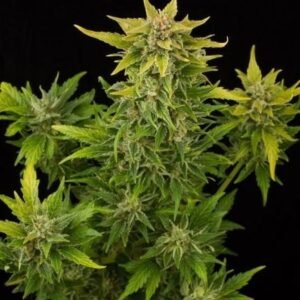 buy Fruit-Autoflowering near me
