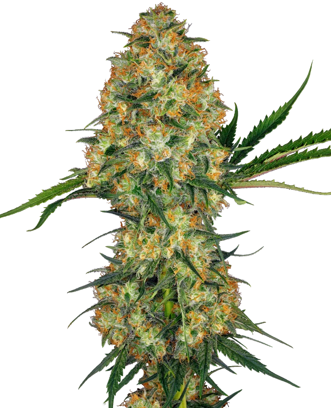 hidu kush