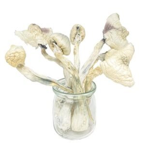 Great-White-Monster-Magic-Mushrooms