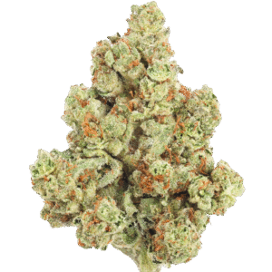 A collab between Cookies and Kenny Dumetz of Powerzzzup Genetics, Gary Payton is a highly coveted hybrid marijuana strain bred by Powerzzzup Genetics and named after the NBA Hall of Famer. Combining the Y and Snowman breeds a potent, flavorful, and colorful strain. It has high amounts of THC and almost no CBD, and middle-of-the-road effects that provide an even-keeled experience. Gary Payton has won multiple cannabis cup awards, including 1st place in the 2022 Errl Cup in Arizona in hash form and 2nd in 2022’s The Emerald Cup; strains made from Gary Payton have also garnered wins in Oklahoma and Oregon.